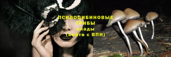 прущие грибы Дмитровск